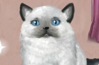 Pani Kitty Pani Kitty