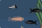 Specjalna Ryba Specjalna Ryba